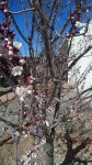 Christi and Nan's apricot tree March 2012