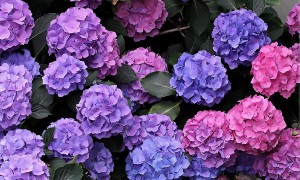 hydrangea-bush